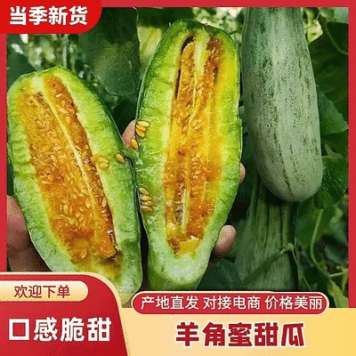 【精品羊角蜜】河北新乐基地直供质量保证一手货源欢迎订购