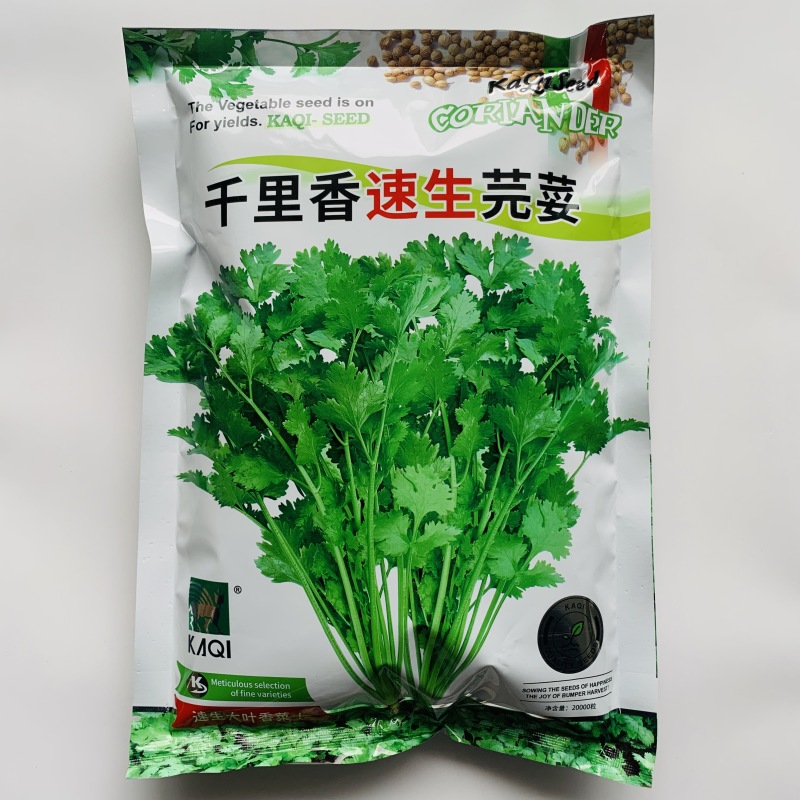 香菜种子（11）千里香速生芫荽，香菜种子，500g