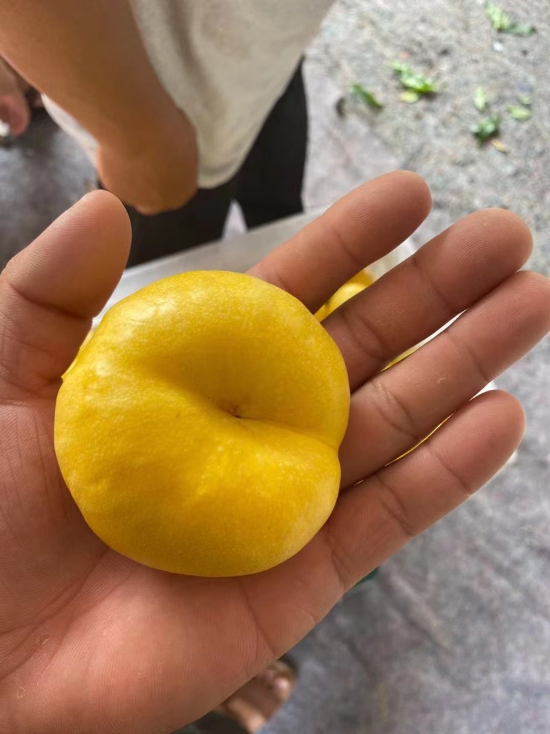 【实力热卖】黄金油蟠桃黄油蟠桃彩虹油蟠桃可一件代发量供应