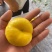 【实力热卖】黄金油蟠桃黄油蟠桃彩虹油蟠桃可一件代发量供应