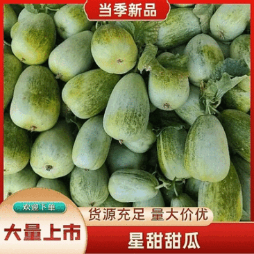 河北甜瓜精品星甜金冠大量上市保质保量量大从优