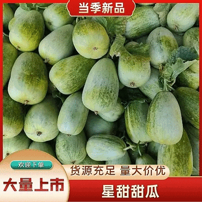 河北甜瓜精品星甜金冠大量上市保质保量量大从优