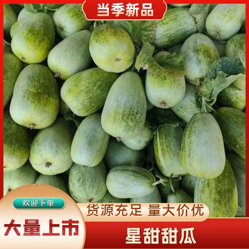 河北甜瓜精品星甜金冠大量上市保质保量量大从优