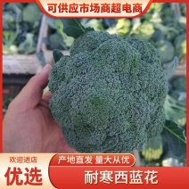 张家精品西兰花耐寒优秀西蓝花产地直发一手货源