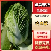 精品大白菜白菜可对接商超量大从优诚信经营