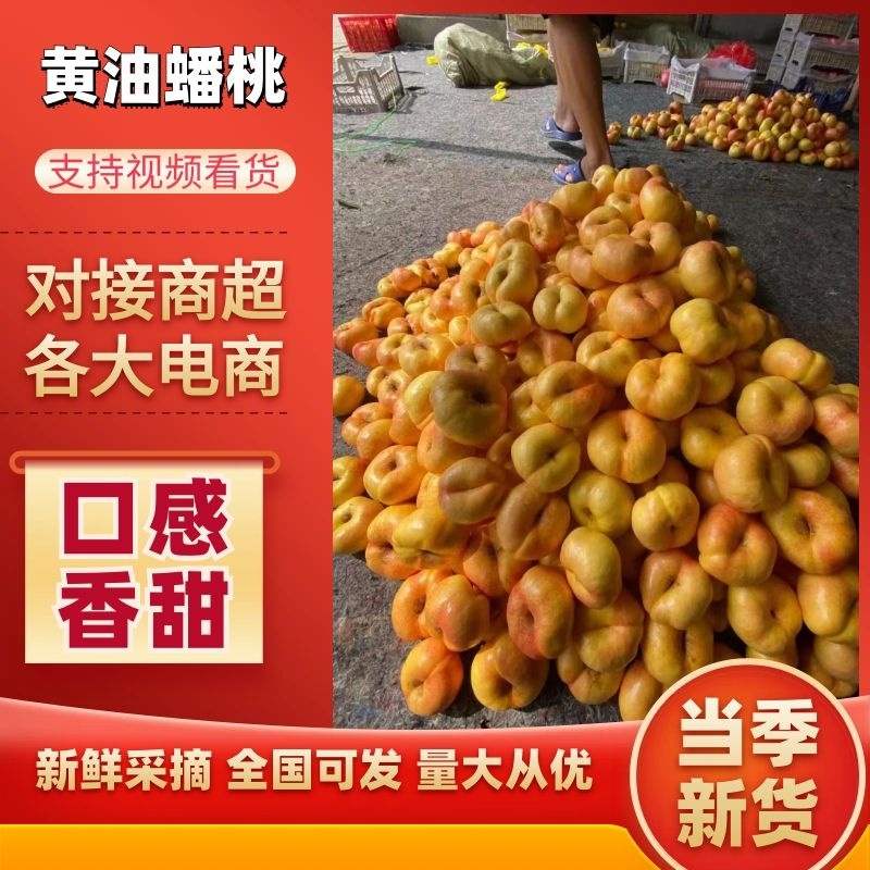 【果园直发】黄金油蟠桃彩虹油蟠桃售后无忧欢迎实地考察