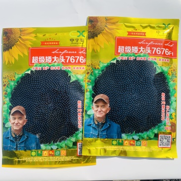 油葵种子（3）超级矮大头7676，油葵种子，200g