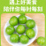 脱骨李一件代发四川青脆李空心青皮李子新鲜水果