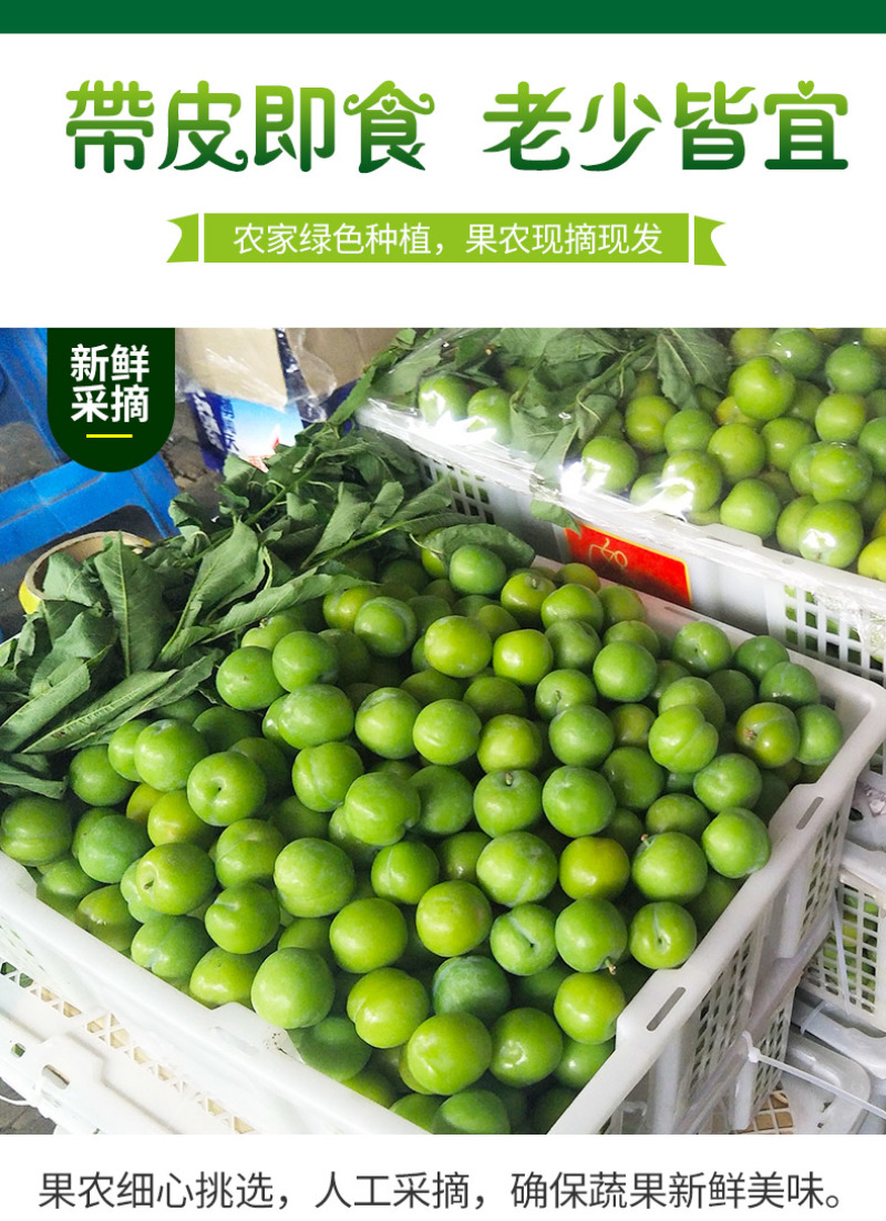 脱骨李一件代发四川青脆李空心青皮李子新鲜水果