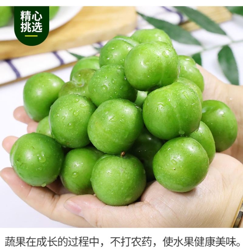 脱骨李一件代发四川青脆李空心青皮李子新鲜水果