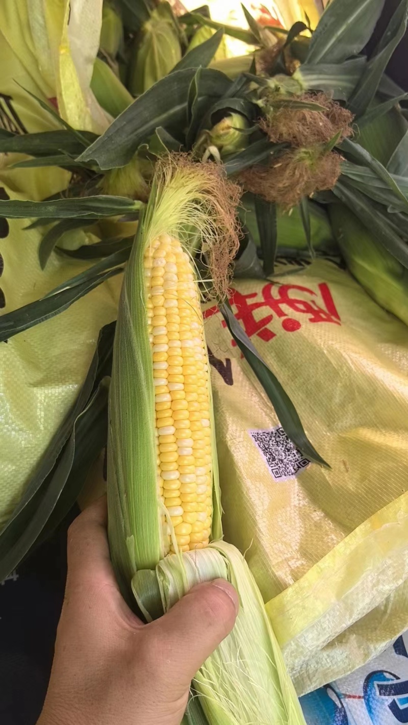 精选甜玉米新鲜上市，产地直发，口感佳，价格实惠，欢迎选购