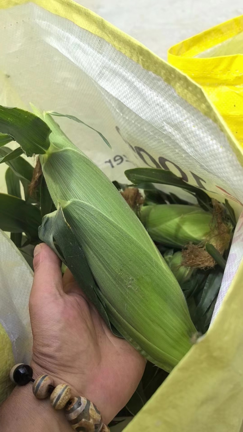 精选甜玉米新鲜上市，产地直发，口感佳，价格实惠，欢迎选购