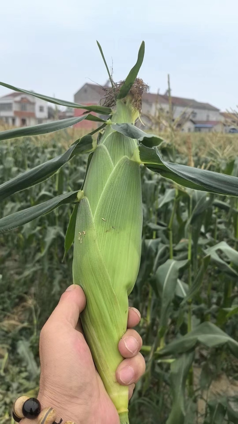 精选甜玉米新鲜上市，产地直发，口感佳，价格实惠，欢迎选购