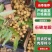 广东高州龙眼，产地直发支持视频看货代发全国