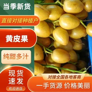 黄皮果广东茂名黄皮果产地批发大量供货价格便宜欢迎咨询