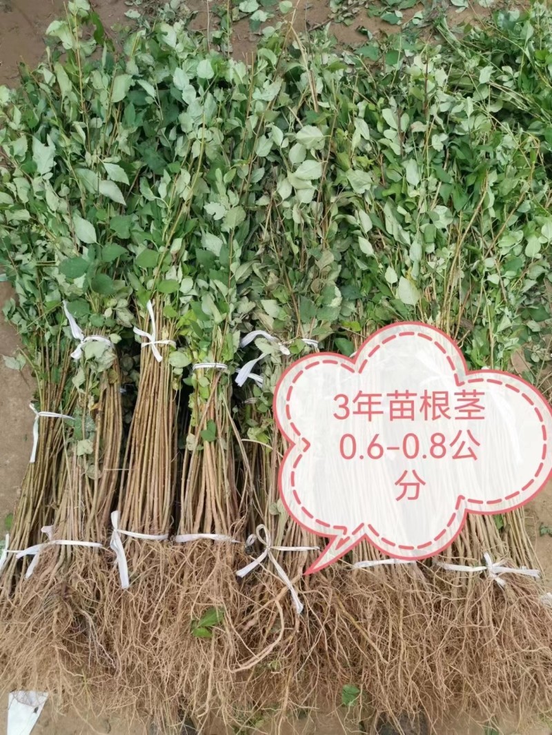 【精品连翘苗】山西绛县基地直发质量保证价格美丽欢迎订购