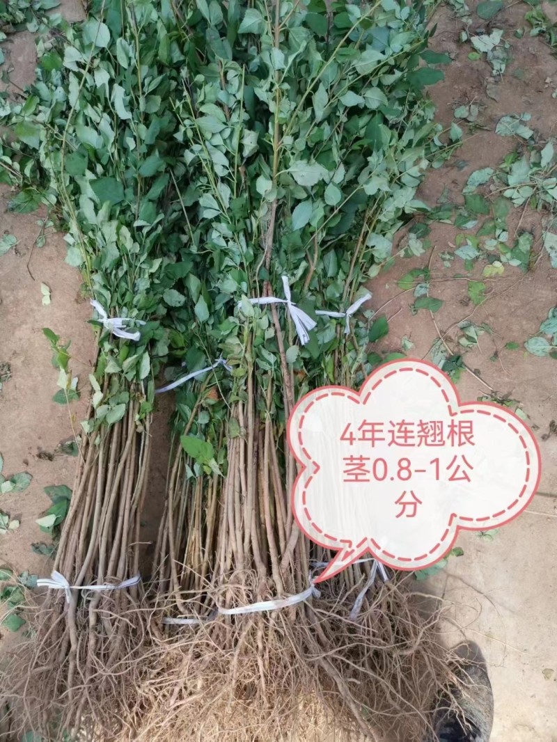 【精品连翘苗】山西绛县基地直发质量保证价格美丽欢迎订购