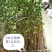【精品连翘苗】山西绛县基地直发质量保证价格美丽欢迎订购