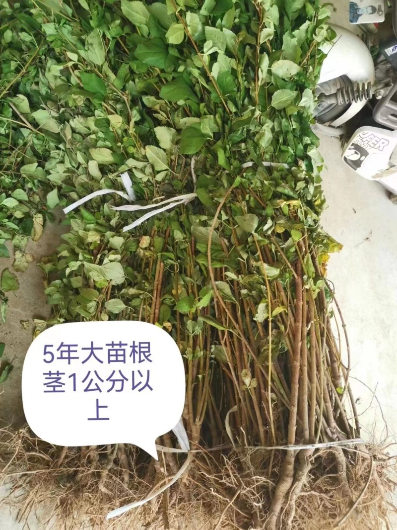 【精品连翘苗】山西绛县基地直发质量保证价格美丽欢迎订购