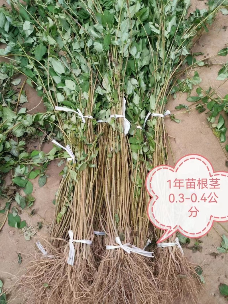 【精品连翘苗】山西绛县基地直发质量保证价格美丽欢迎订购