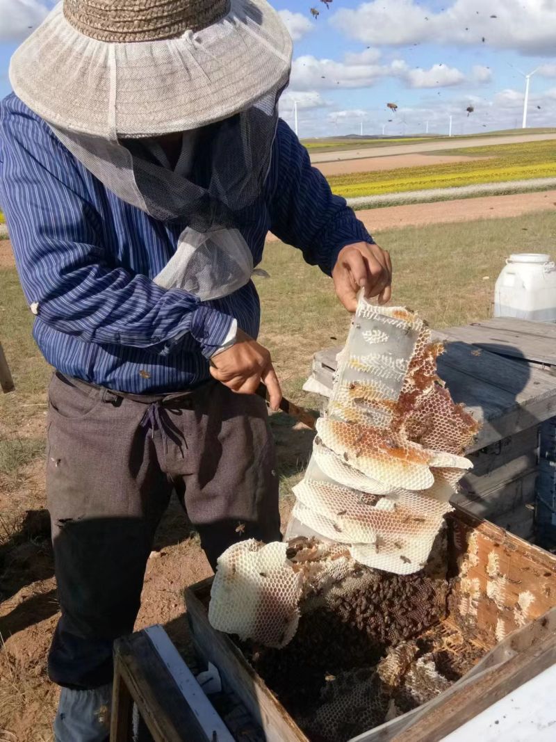 【洋槐蜜】陕西自家蜂场直供质量保证量大价优欢迎订购