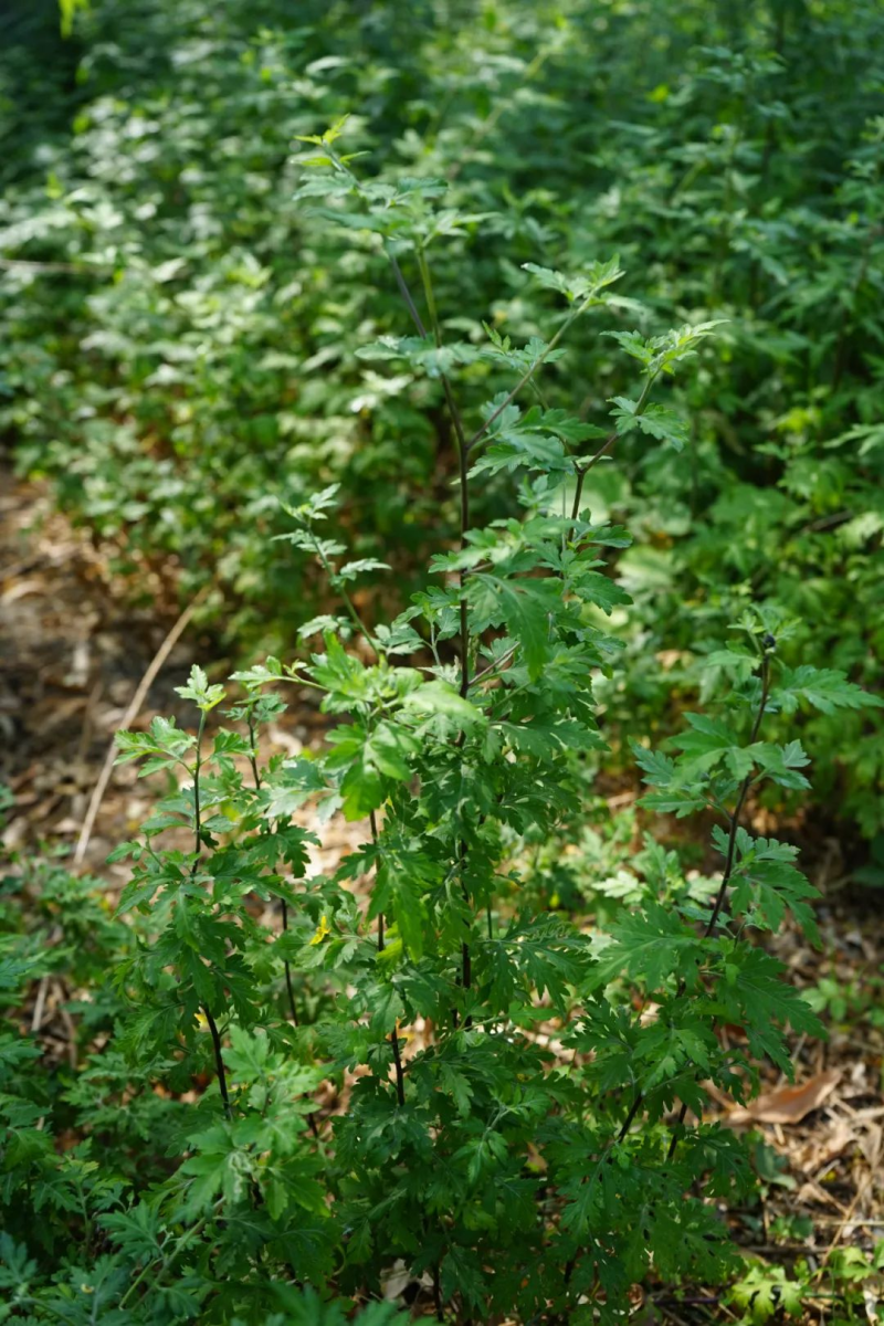野菊花