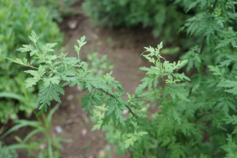野菊花