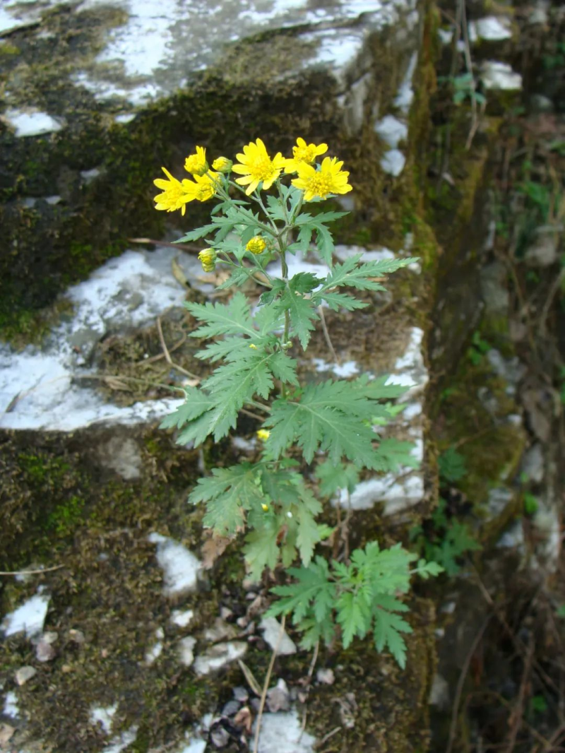 野菊花