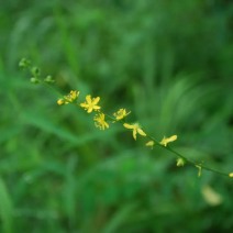 仙鹤草