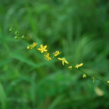 仙鹤草