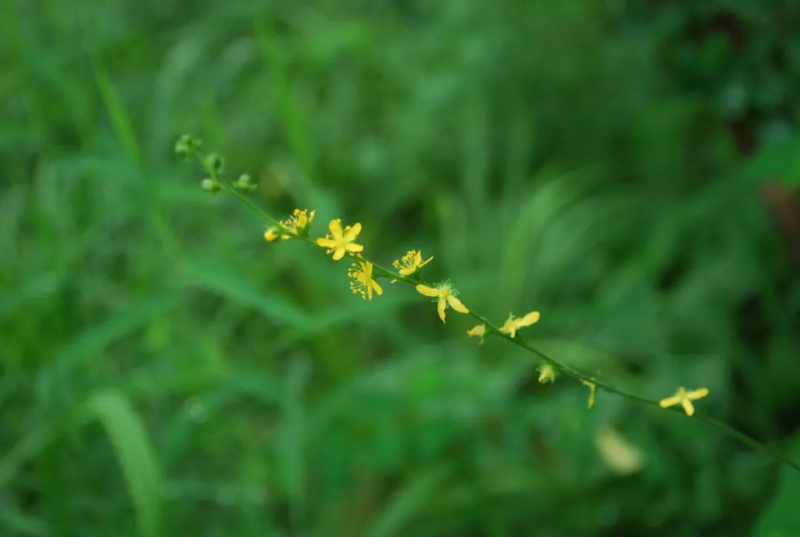 仙鹤草