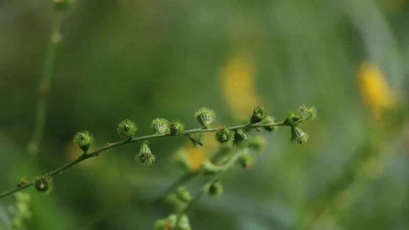 仙鹤草