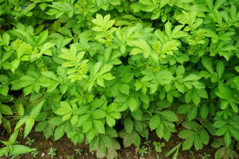 仙鹤草