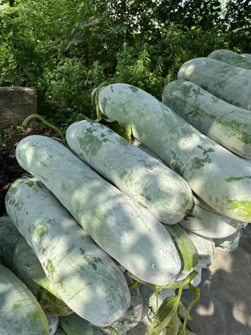 白皮冬瓜白粉冬瓜精品长白条基地直供原产地