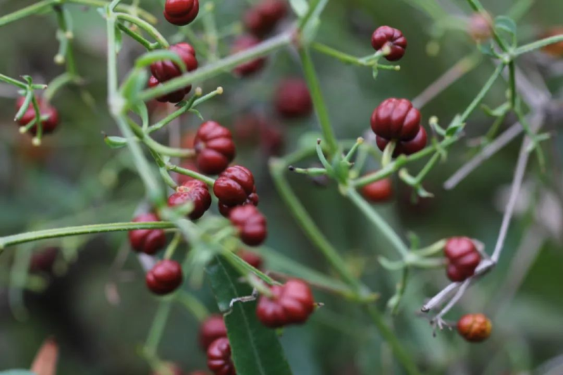 茜草