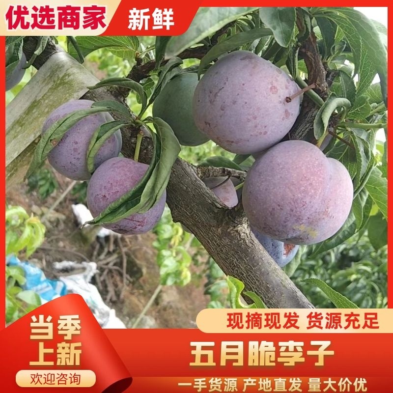 五月脆李子，四川李子大量供应，产地直发，新鲜采摘量大从优