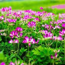包衣紫云英种子红花草籽食用野菜养蜂蜜源绿肥牧草高产种籽