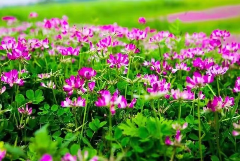 包衣紫云英种子红花草籽食用野菜养蜂蜜源绿肥牧草高产种籽