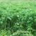 包衣紫云英种子红花草籽食用野菜养蜂蜜源绿肥牧草高产种籽