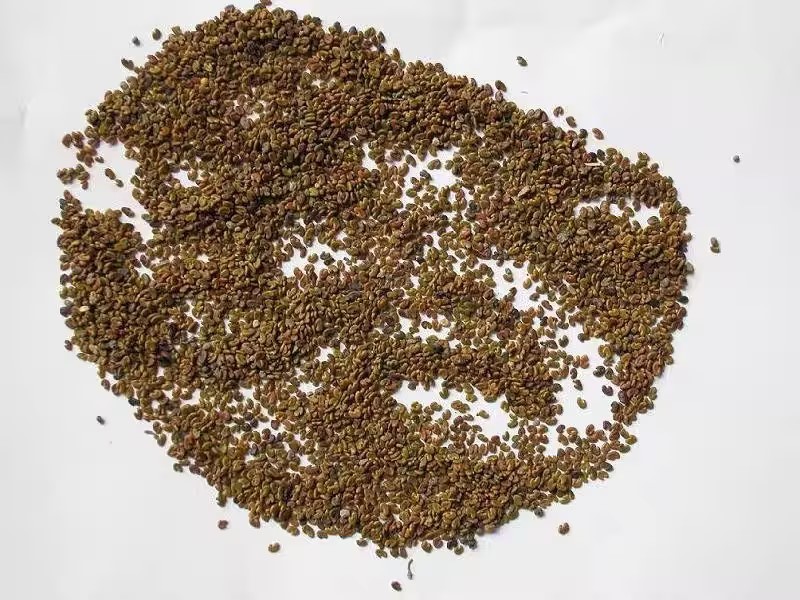 包衣紫云英种子红花草籽食用野菜养蜂蜜源绿肥牧草高产种籽