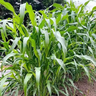 苏丹草草种鱼草籽四季牧草种子高产草种籽鸡鹅草种玉米种植