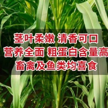 牧草种子南方多年生四季高产耐旱杂交狼尾草耐收割牛羊鱼兔草种子