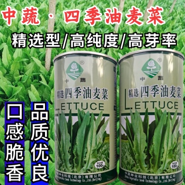 中蔬四季油麦菜种子直立口感脆香耐热耐寒耐抽苔