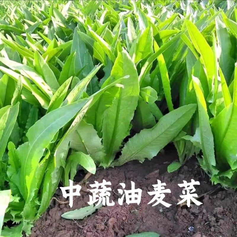 中蔬四季油麦菜种子直立口感脆香耐热耐寒耐抽苔