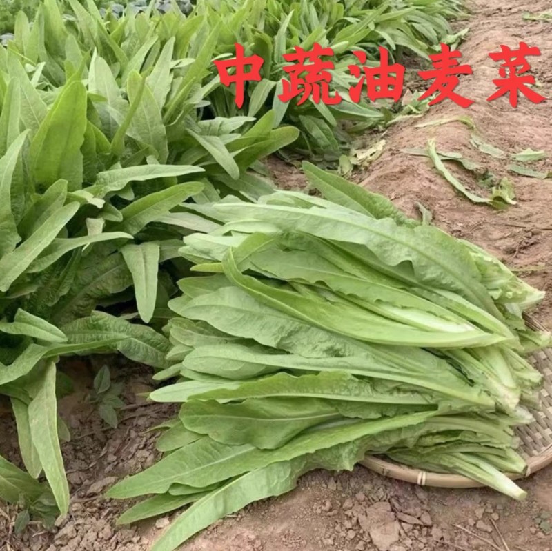 中蔬四季油麦菜种子直立口感脆香耐热耐寒耐抽苔