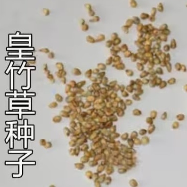 牧草种子四季皇竹草子种孑多年生品种皇竹草种子殖畜牧