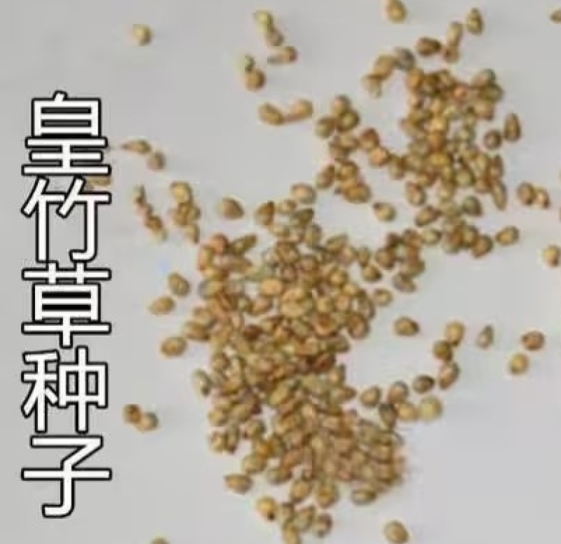 牧草种子四季皇竹草子种孑多年生品种皇竹草种子殖畜牧