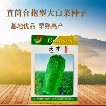 天津大青麻叶种子绿白菜种籽高个竹筒白菜种籽四季蔬菜种孑易