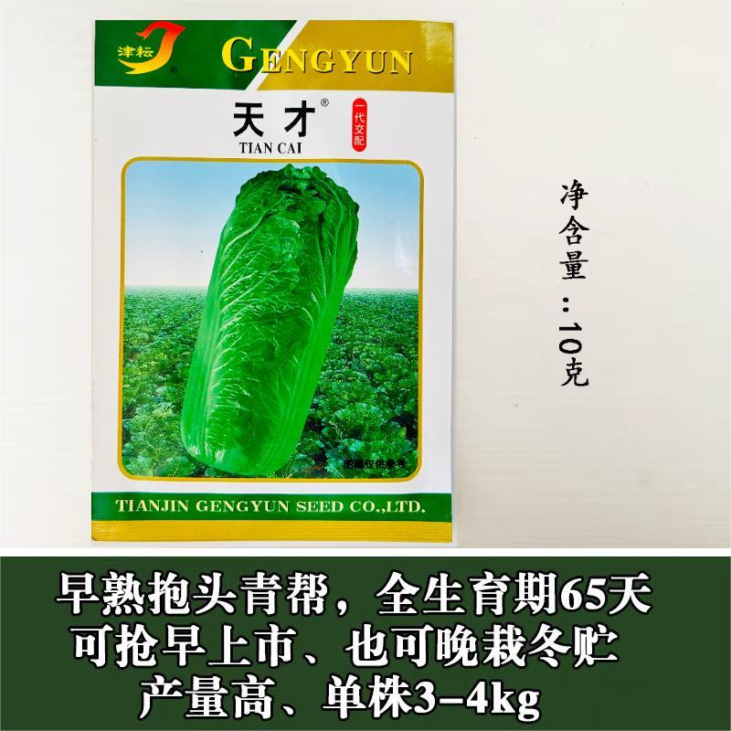 天津大青麻叶种子绿白菜种籽高个竹筒白菜种籽四季蔬菜种孑易