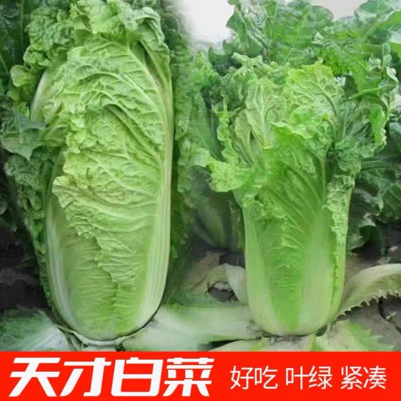 天津大青麻叶种子绿白菜种籽高个竹筒白菜种籽四季蔬菜种孑易